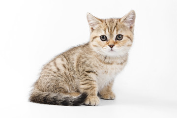Naklejka na ściany i meble Fluffy ginger tabby kitten British cat (isolated on white)