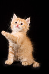 Fototapeta na wymiar Fluffy red kitten (isolated on black)