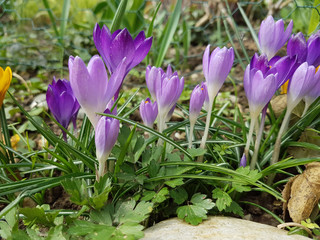 Botanischer, Krokus, Crocus, sativus
