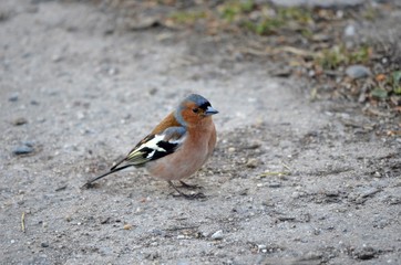 Buchfink bei der Futtersuche