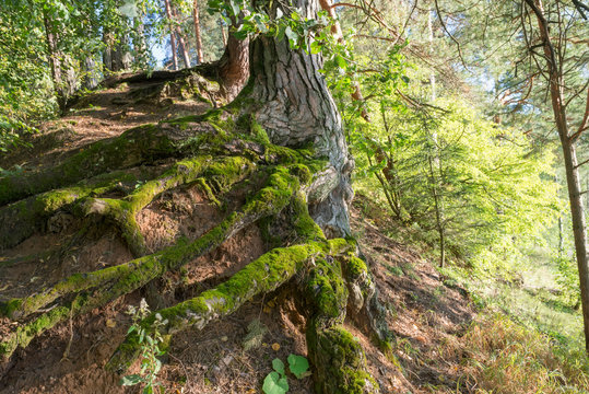 The root system of an old pine forest on the hillside