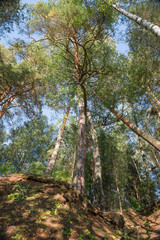 Beautiful pine stand on the high bank of the river