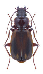 Beetle Cymindis lateralis