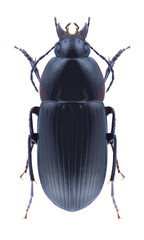 Beetle Oodes helopioides