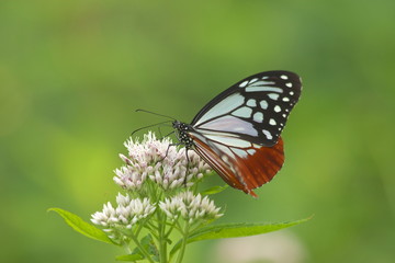 高地で見つけた美しい蝶