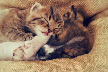 little puppy and kitten