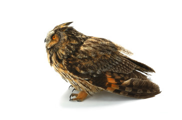  owl