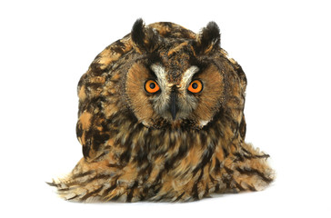 Naklejka premium owl