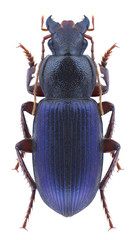 Beetle Chlaenius decipiens