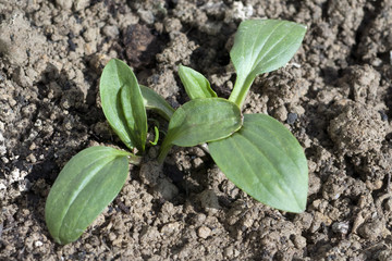 Breitwegerich, Plantago, major, Keimling,