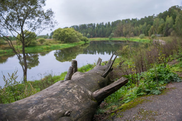 Fototapeta na wymiar Huge old tree trunk lying on the river bank