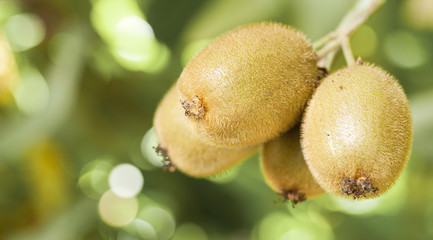 Kiwi fruit on a branch