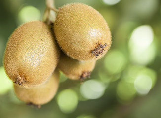 Kiwi fruit on a branch