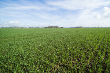 Green agricultural field.