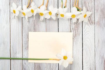 Narcissus flower on wooden background. Space for text