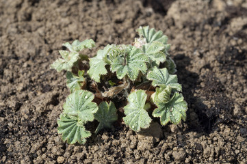 Frauenmantel; Alchemilla mollis; Keimling
