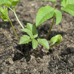 Giersch; Aegopodium Podagraria; Keimling, Sproessling