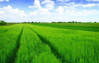 Naklejka premium Beautiful spring landscape: Green field of rye