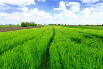 Fototapeta premium Beautiful spring landscape: Green field of rye