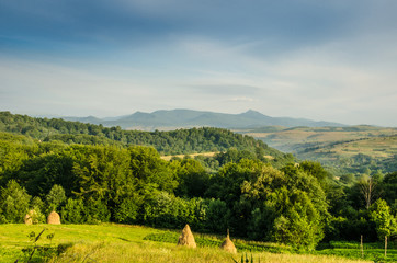Obraz premium mountain summer landscape. trees near meadow and forest on hills