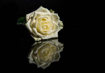 White blooming rose flower on a black background with its reflection