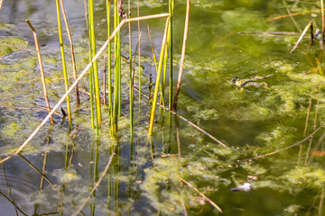 landscape aquatic plants