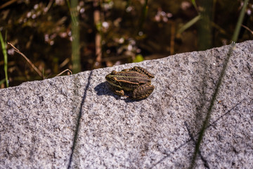 Frog sunbathing