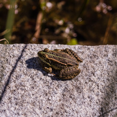 Frog sunbathing
