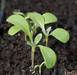 Kornblume; Centaurea; cyanus; Keimling,