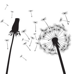 Black dandelions and graphic element. Vector Illustration.