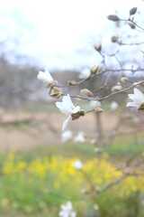 辛夷と菜の花