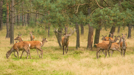 Red stag deer belling surrounded by female deers in a forest during autumn
