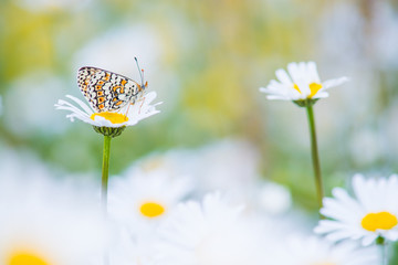 Pretty Glanville Fritillary butterfly resting in a field of daisies