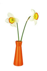Two narcissus and vase isolated