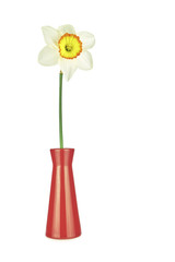 One narcissus and vase isolated