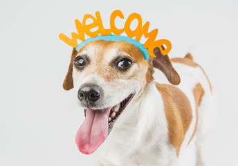 cheerful dog with the words welcome on the head. Pet friendly smile. Cheerful laughter. idea for...