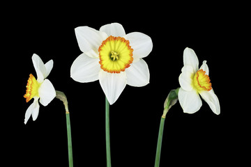 Three narcissus isolated