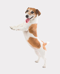 Adorable smiling dog standing on hind paws, looking at the camera and holding. Template for placing...