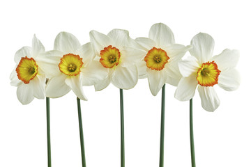 Five narcissus isolated