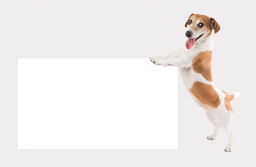 Photo sur Aluminium Chien Joyeux petit chien tenant une maquette de modèle de carton vide blanc (placard, affiche, assiette) pour votre annonce offre des informations. Fond gris (gris)