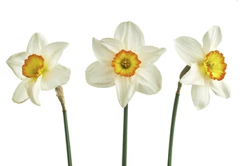 Keuken foto achterwand Narcis Drie narcissen geïsoleerd