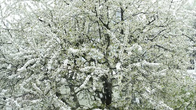 Kirschenbl&uuml;te im Schnee