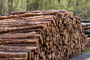 Baumstämme aufgereiht an einen Waldweg
Tree trunks lined up along a forest road