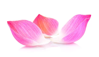 Photo sur Plexiglas fleur de lotus pétale de lotus sur fond blanc