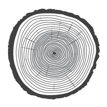 Trunk and rings of Tree. Vector Illustration.
