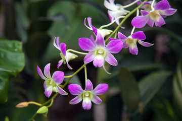 Fototapeta na wymiar Orchid in Singapore Botannical Gardens