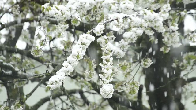Kirschenbl&uuml;te im Schnee