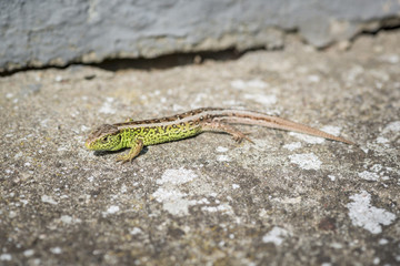 close up of a green sand lizard (Lacerta agilis) male on stony ground

