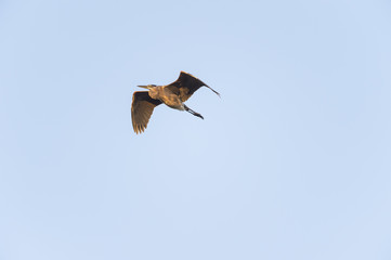 Obraz premium Great Blue Heron lit by morning sun