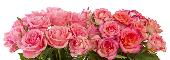 Pink roses isolated on white.